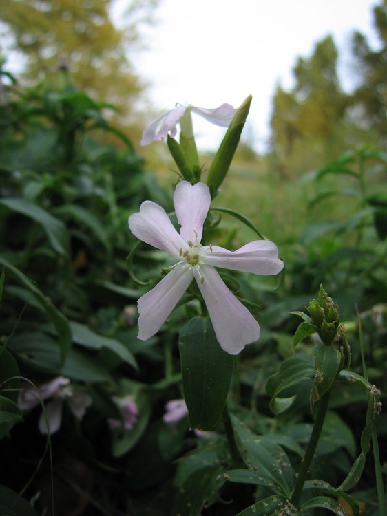 Saponaria officinalis